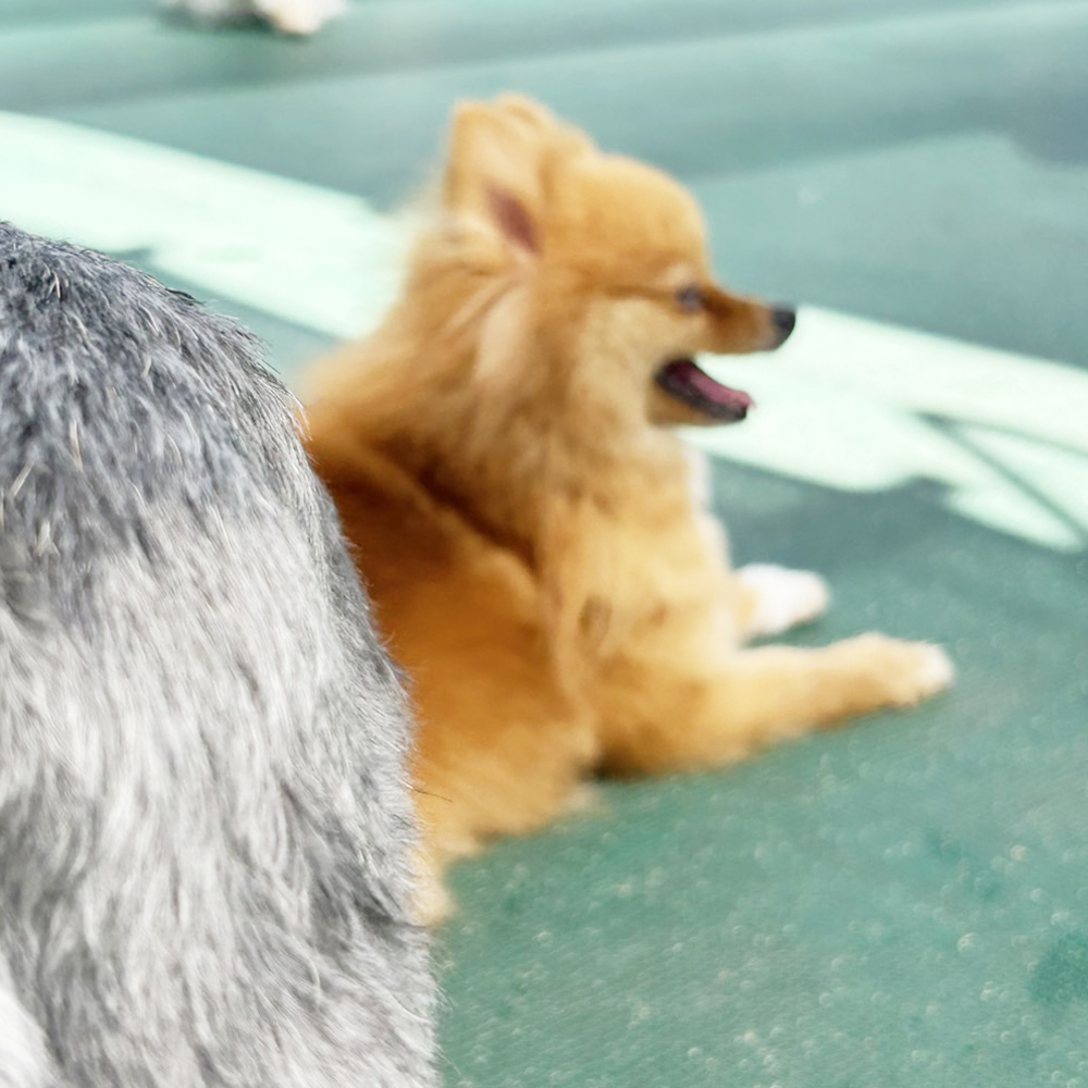 生徒が撮影したモデル犬♪①